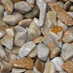 Corail fossilis Etats-Unis A (pierre roule)
