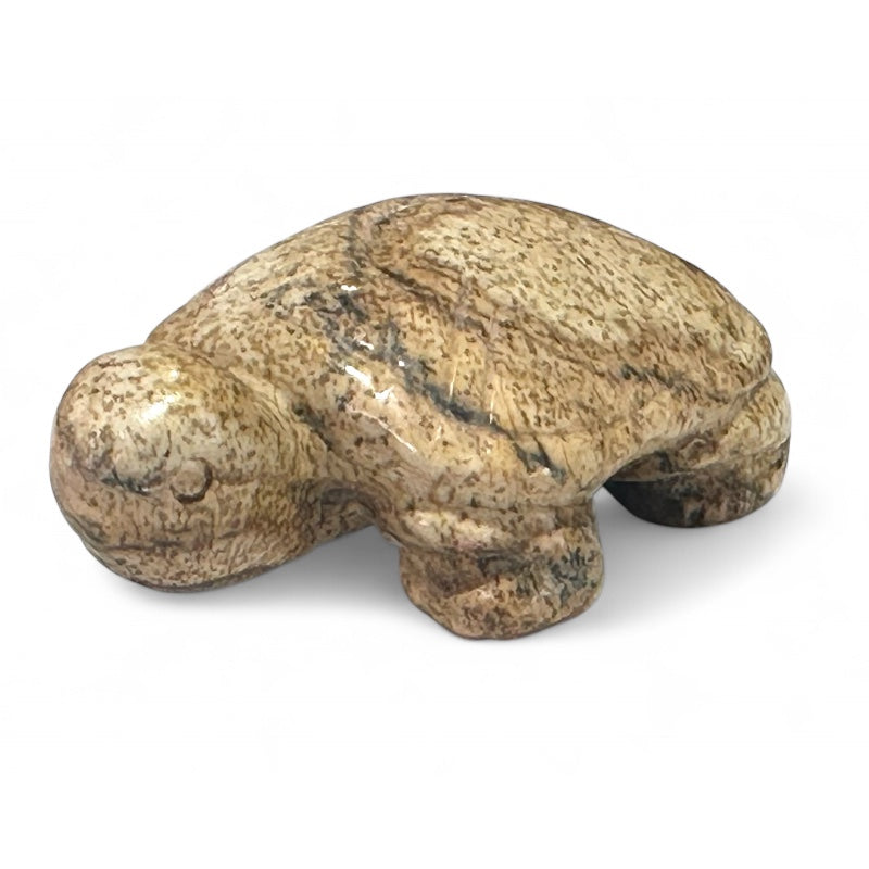 Tortuga jaspe sangre de dragón Sudáfrica A 50mm