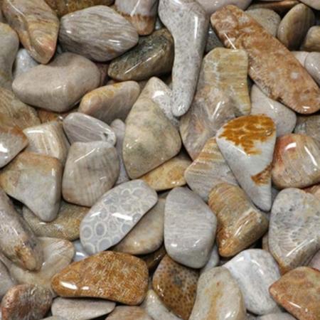 Corail fossilisé (pierre roulée)