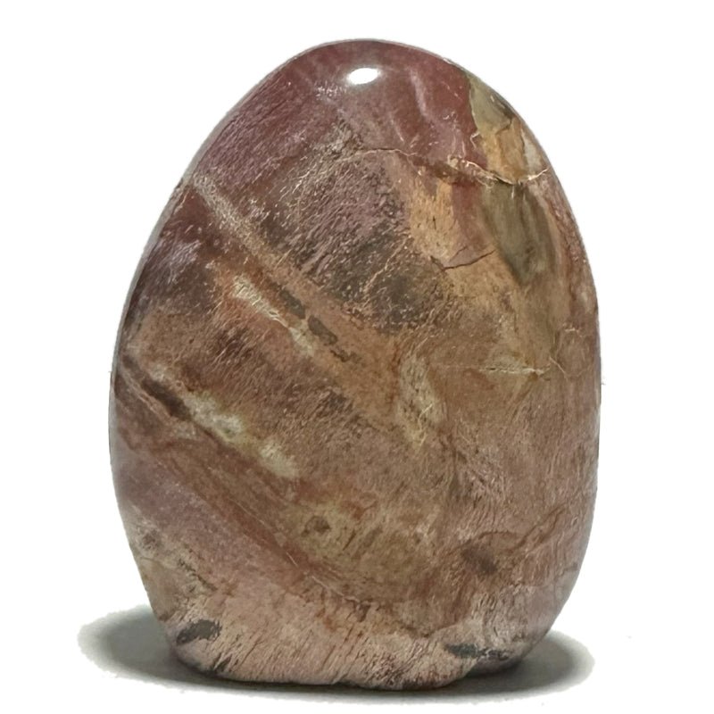Bois fossilisé formes libres - La Boite à Cailloux