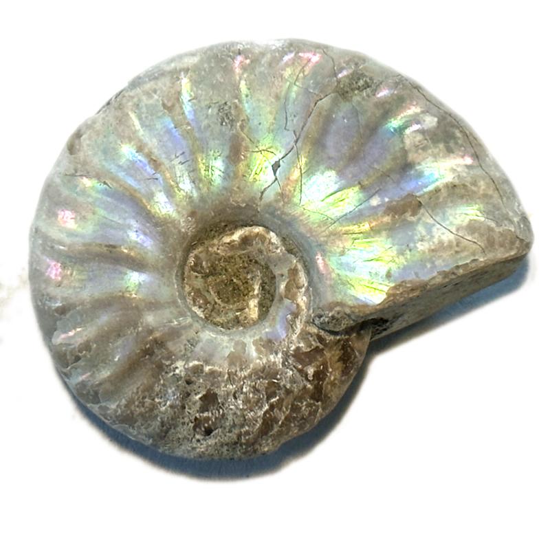 Ammonite nacrée Madagascar A