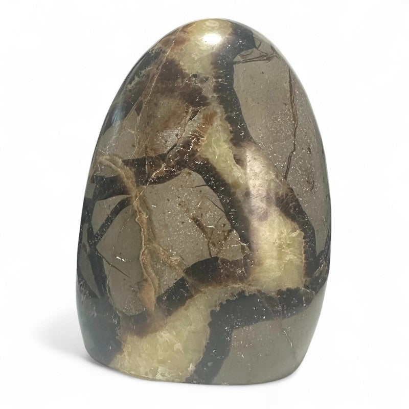 Septaria Madagascar AA forme libre - 405g