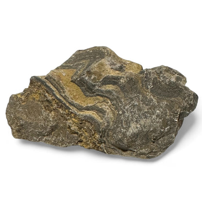 Stromatolite Bolivia A (raw stone)