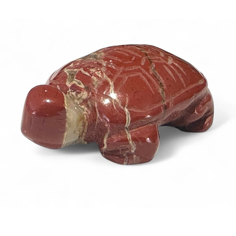 Red jasper turtle South Africa A 50mm