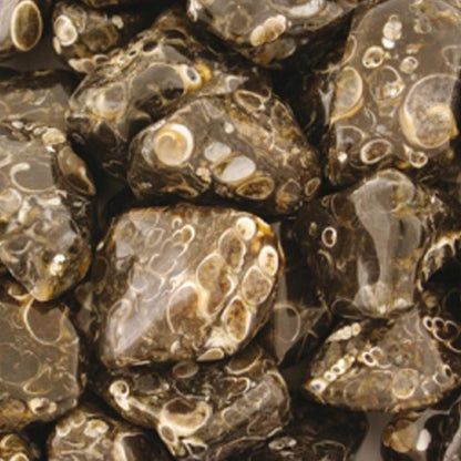 Agate turitella Etats - Unis A+ (pierre roulée) - La Boite à Cailloux