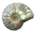 Ammonite nacrée Madagascar A - La Boite à Cailloux