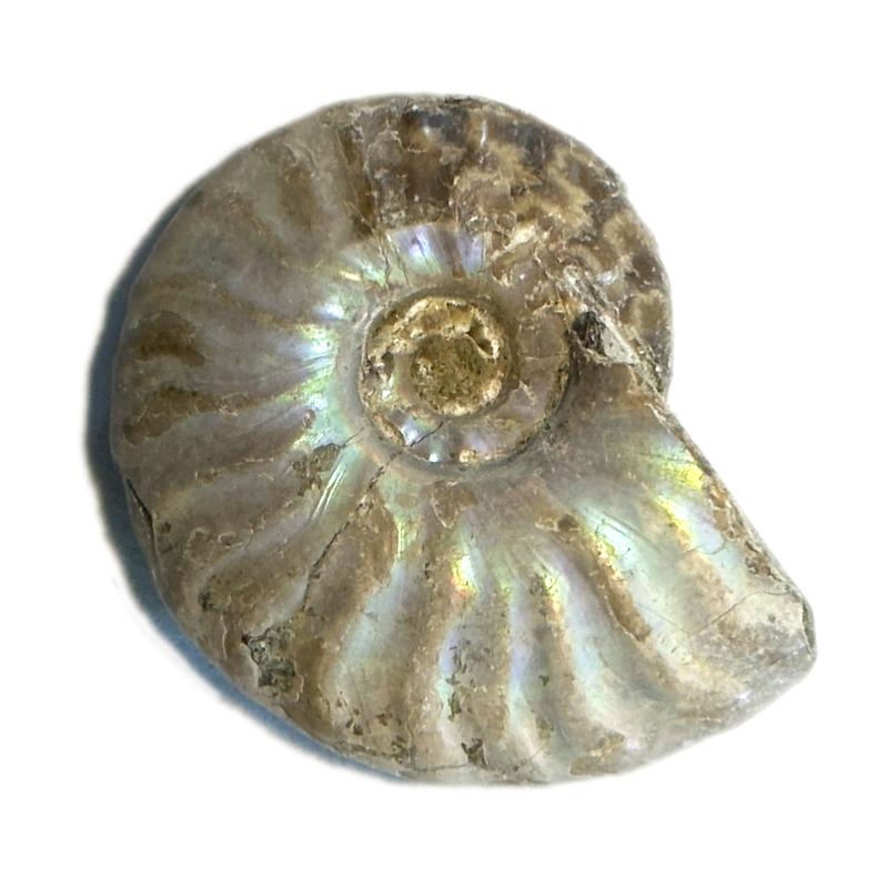 Ammonite nacrée Madagascar A - La Boite à Cailloux