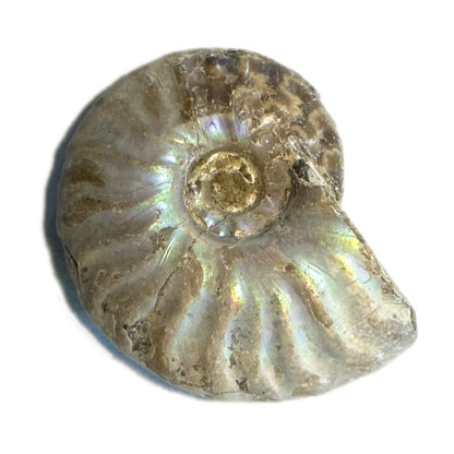 Ammonite nacrée Madagascar A - La Boite à Cailloux
