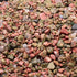 Lot unakite Afrique du Sud A (mini - pierre roulée XXS) - 100g - La Boite à Cailloux