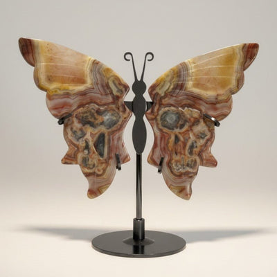 Papillon agate crazy lace Mexique AA sur socle
