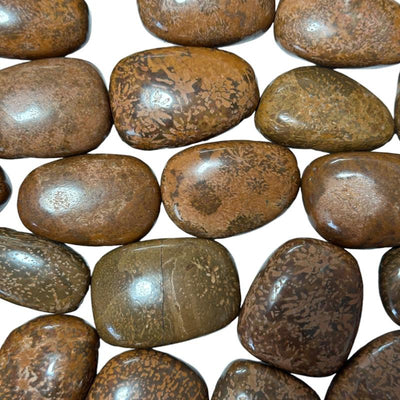 Rhyolite étoilée Inde AA (pierre roulée)