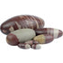 Shiva Lingam Inde AAA - La Boite à Cailloux